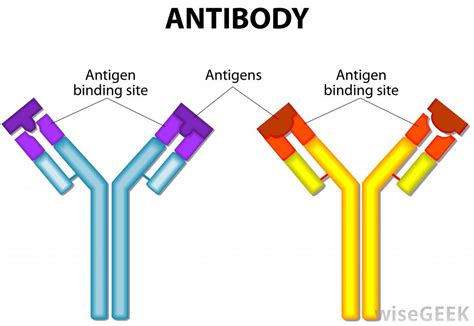 hermes antigen antibody|Anti.